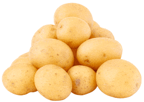 A pile of potatoes on a white background at Smith's Farm.
