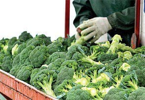 A man from Smith Packing is picking up broccoli in a red cart to ensure availability for customers when supplies are tight.