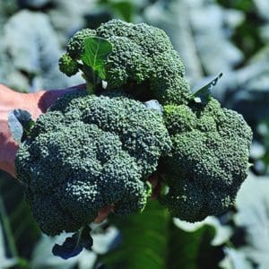Broccoli is the bread-and-butter at Smith’s Farm
