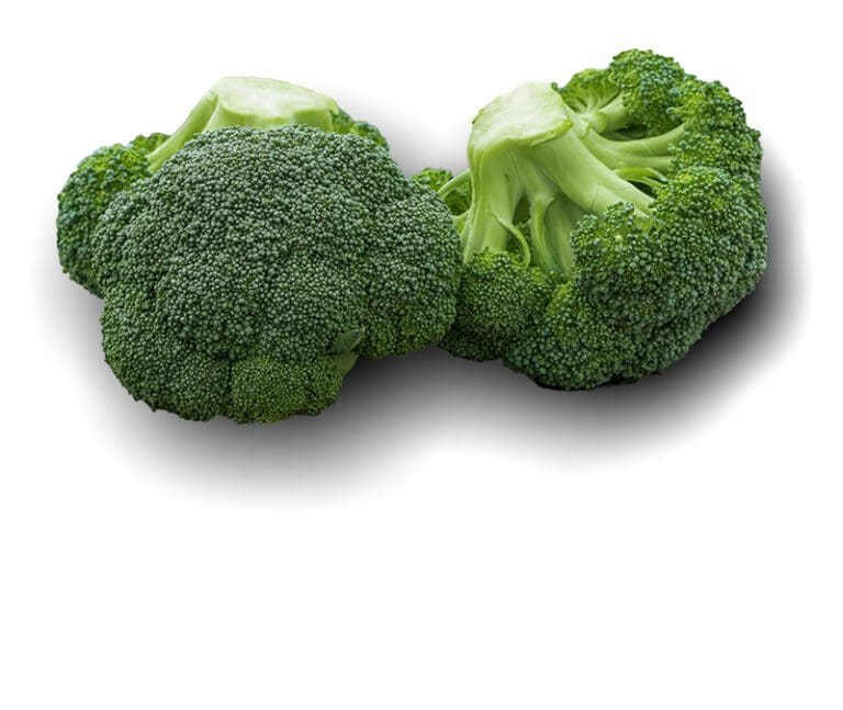 Two pieces of broccoli on a white background from the broccoli farm.