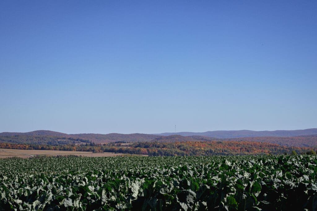 A field of cauliflower during the Maine growing season, with mountains in the background.
