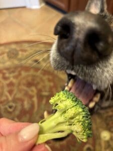 A dog is eating a piece of broccoli, a safe and healthy treat for dogs.