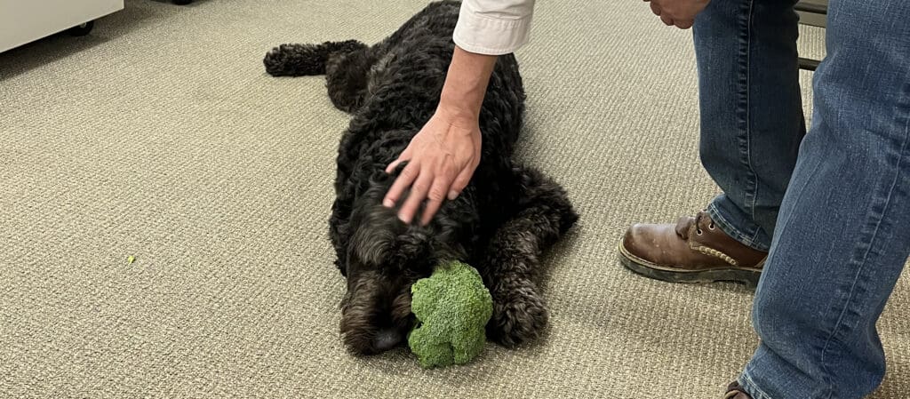 Is Broccoli Good for Dogs? Smith’s Farm Broccoli Experts Explain