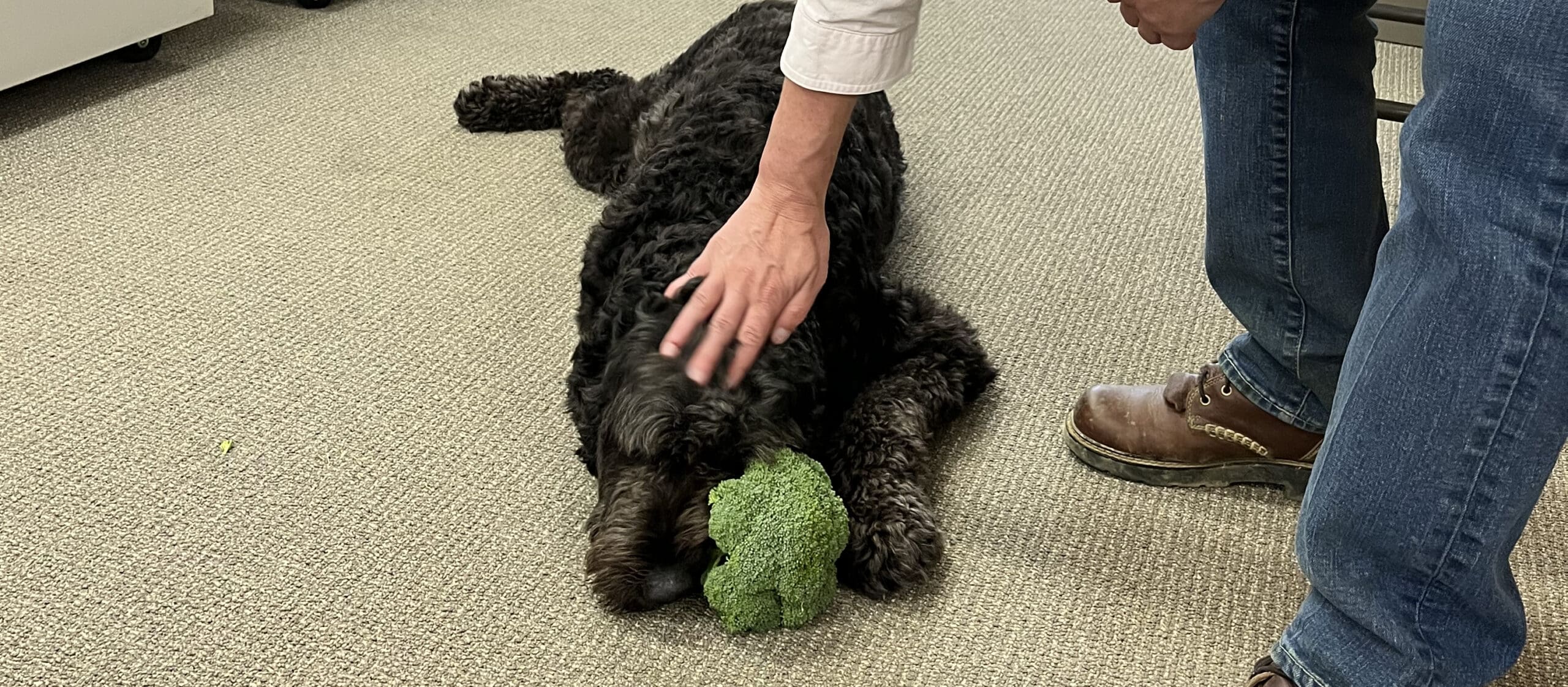 A large black dog lounging on the floor with a head of broccoli.