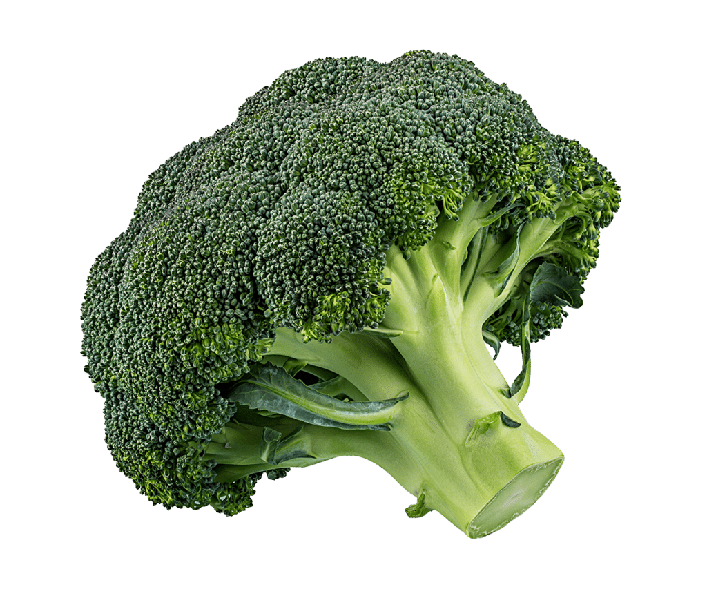 A fresh head of green broccoli with a thick stalk and leafy branches, perfectly showcasing nature's Elementor—a flawless landing page of vitality and health.